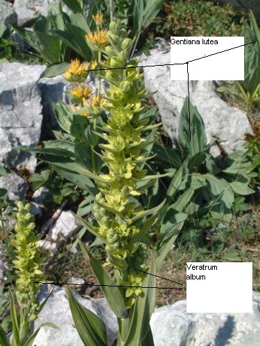 Gentiana lutea / Genziana maggiore & Veratrum album